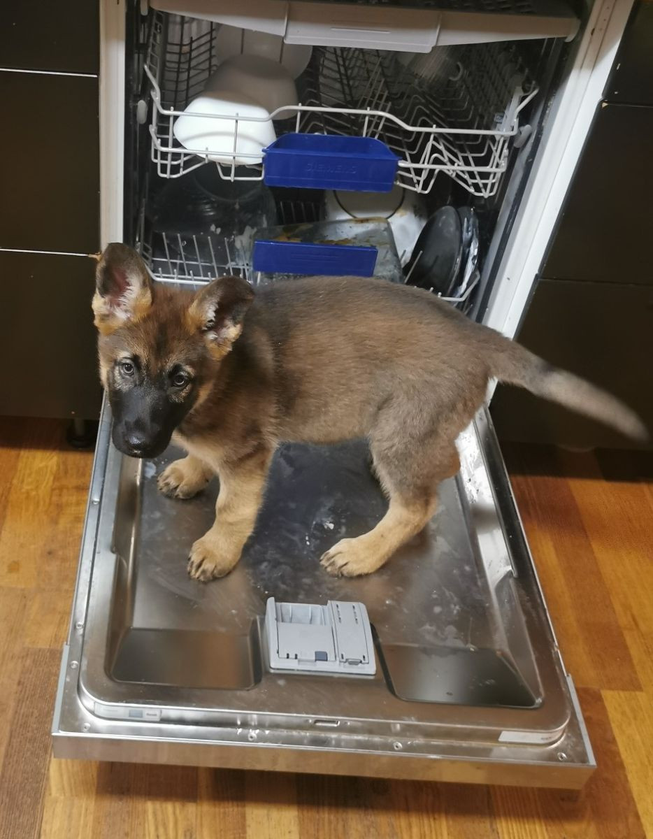 Kennel Snibor Anzi