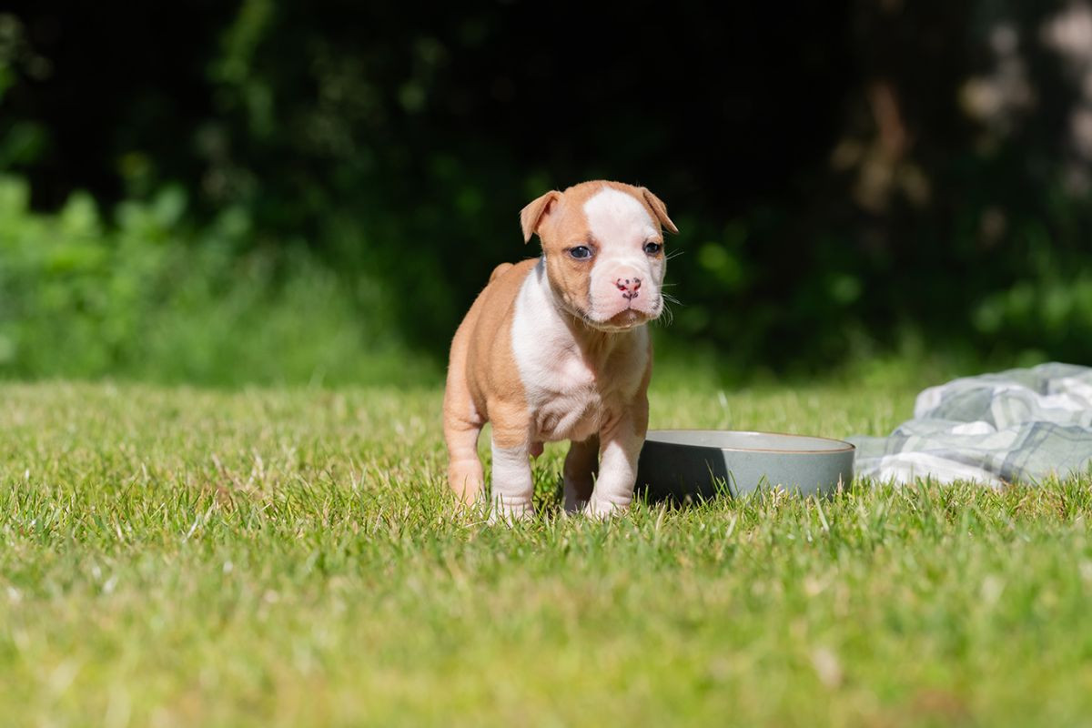 American Staffordshire Terrier