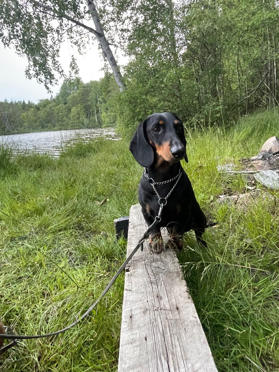Steffantorpets