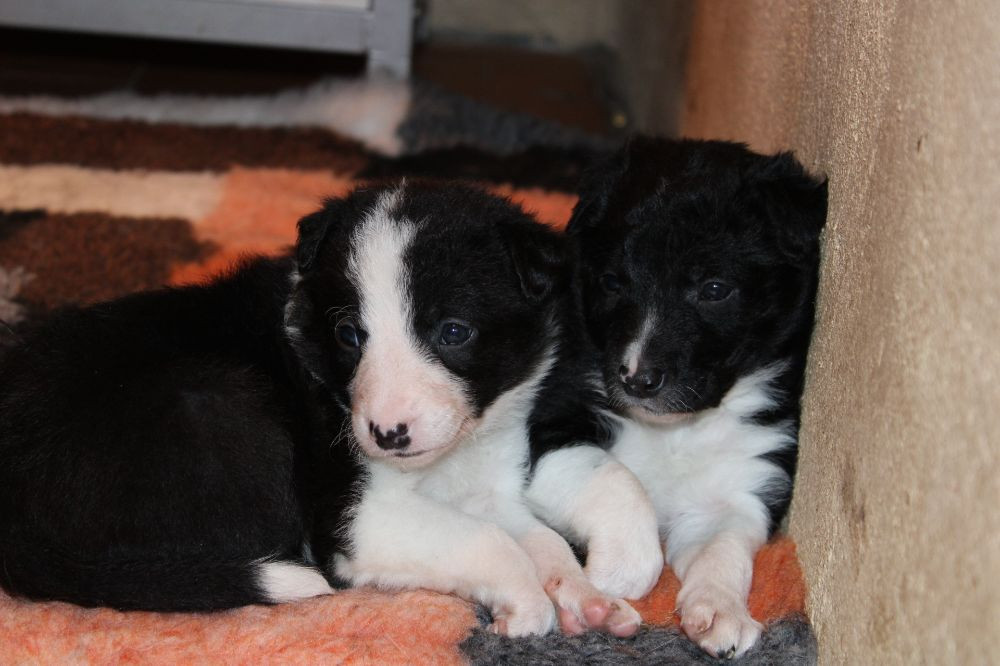 Border collie