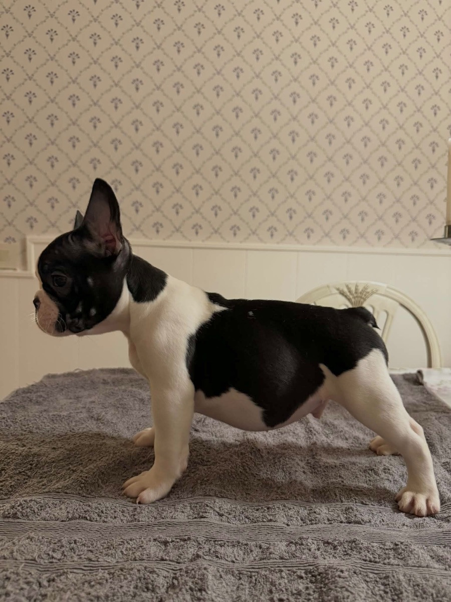 Fransk bulldogg · 2025-10-29 · Kalmar · Alwa L.