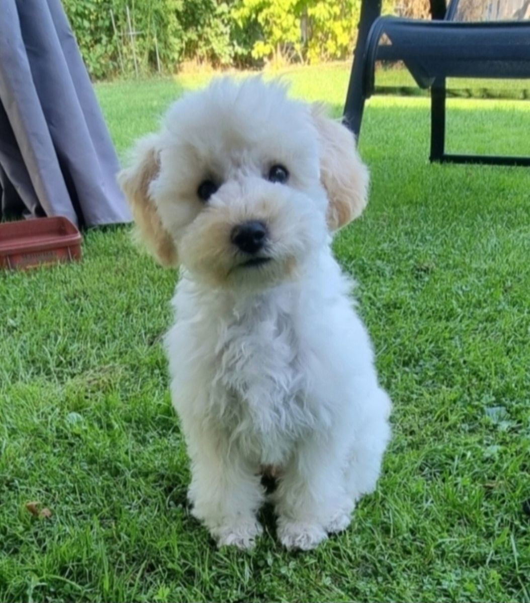 Maltipoo