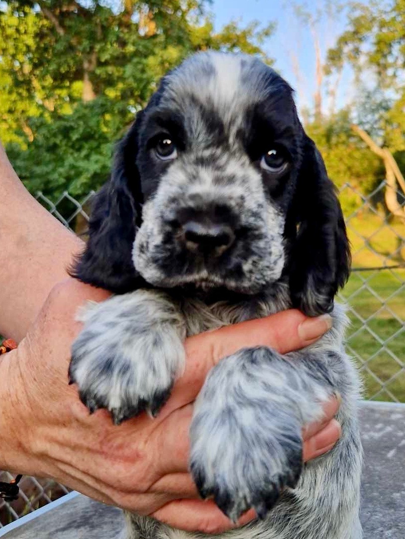 Cocker spaniel