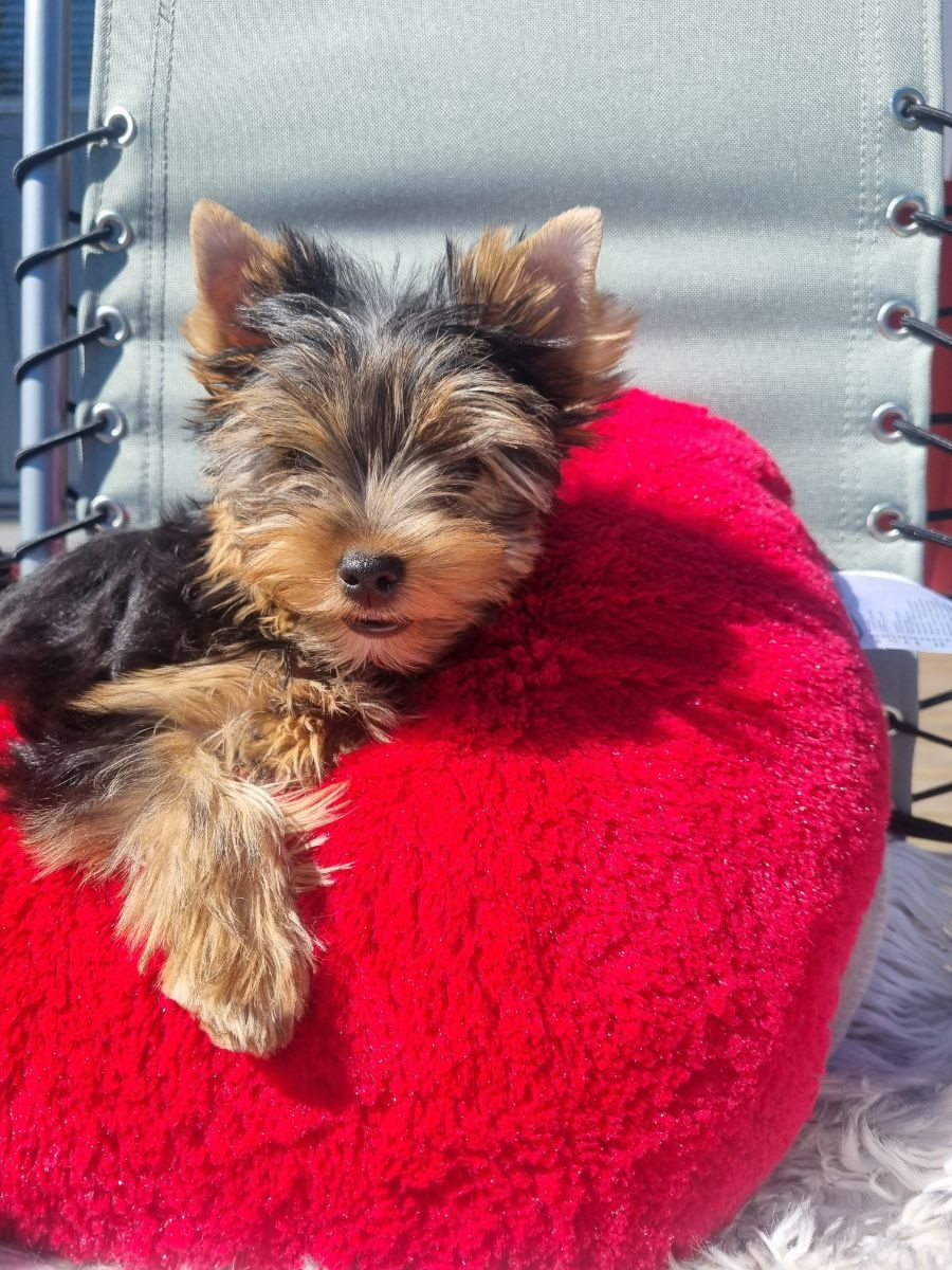Yorkshire Terrier