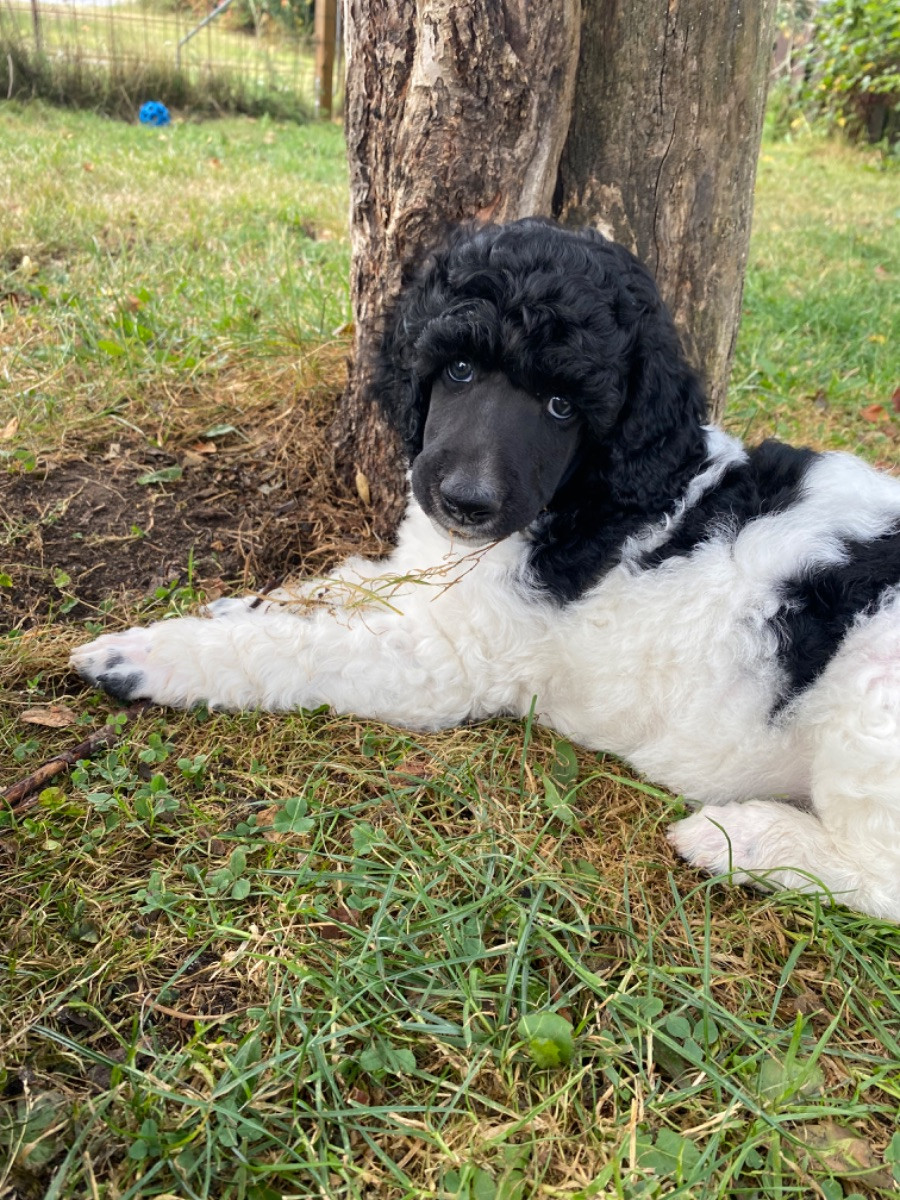 Standard Poodle