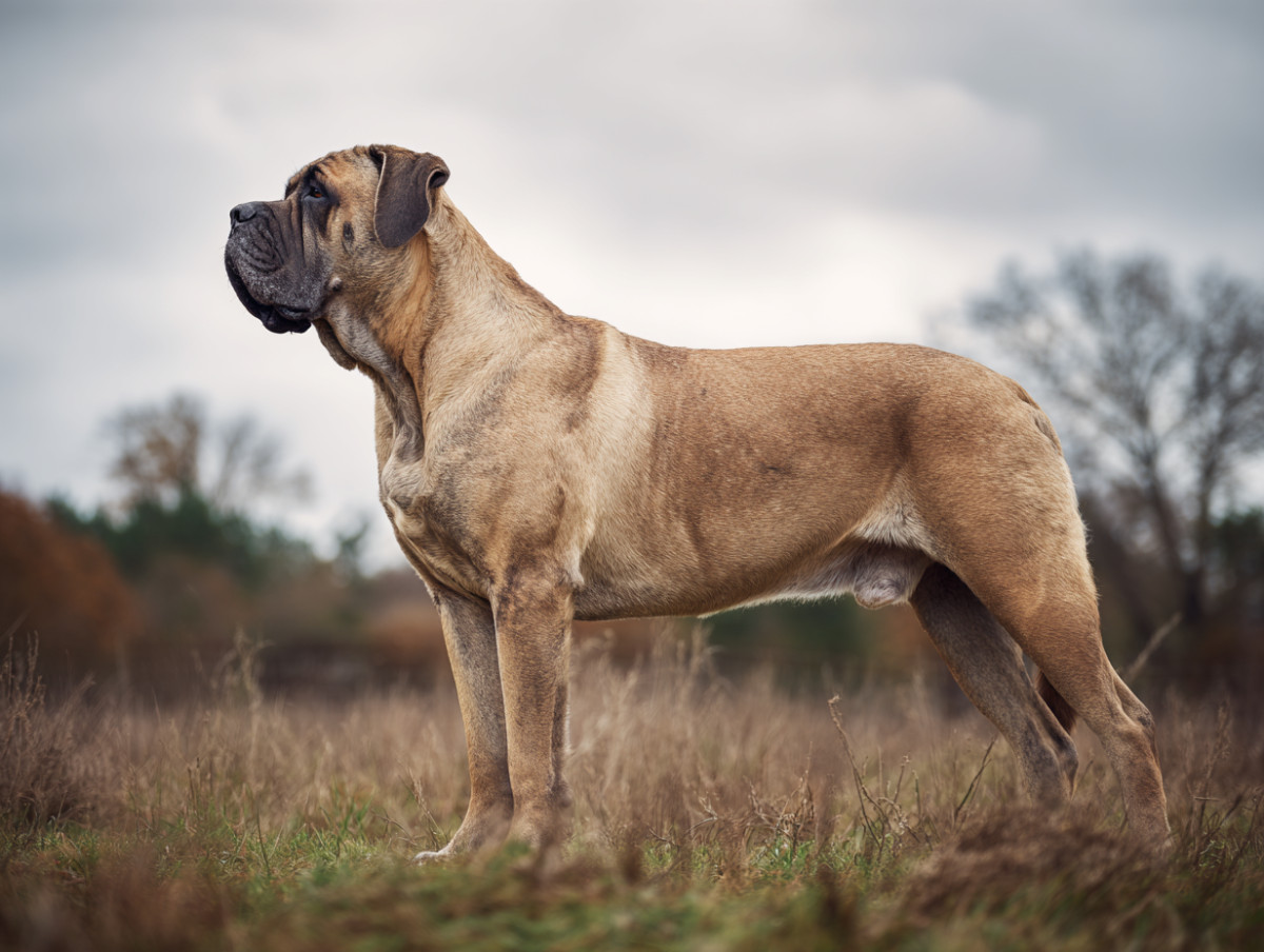 Mastiff