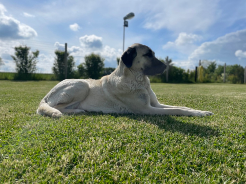 Kangal çoban köpegi