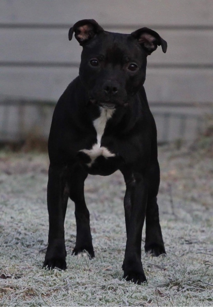 Tattmans kennel