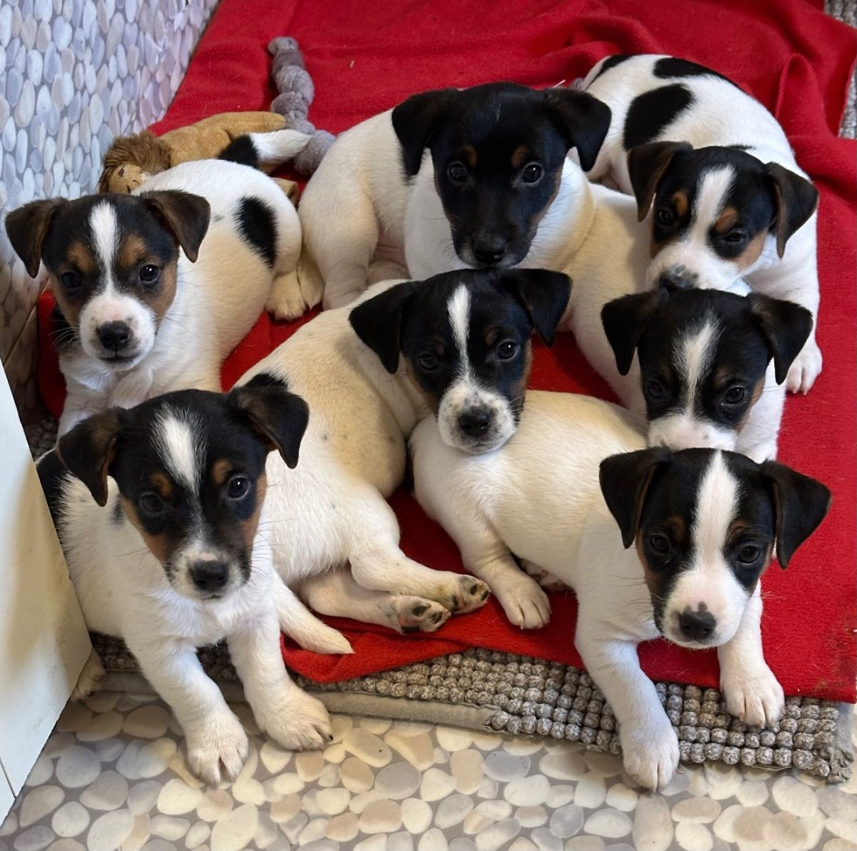 LIMELIGHT Kennels