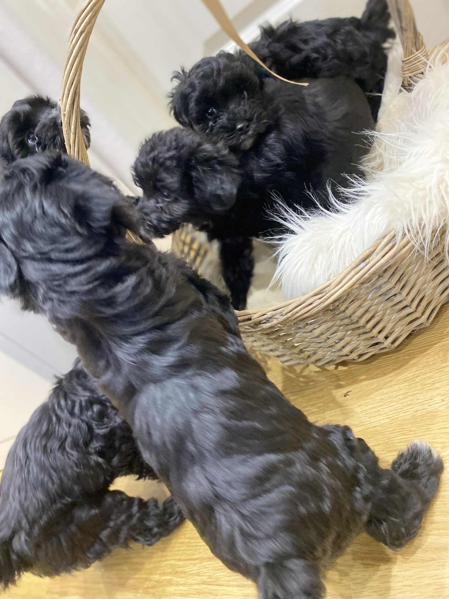 Yorkshireterrier och dvärgpudel · 2025-10-19 · Rimbo · Virginia I.