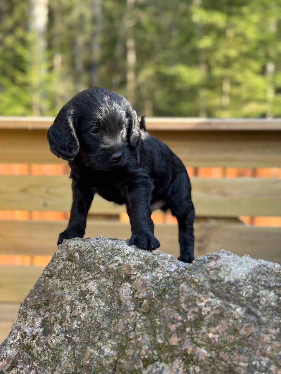 Isadoras Pudel och Cockerpoo