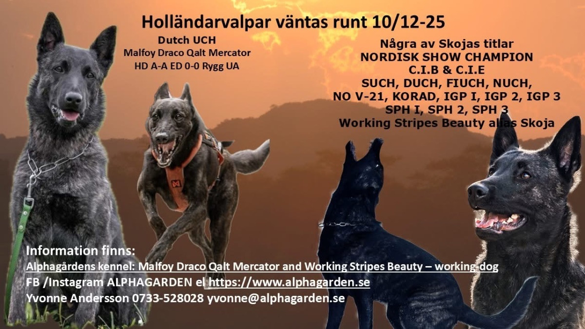 Dutch Shepherd (Hollandse Herder)