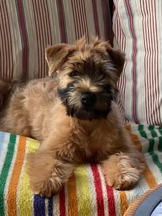 Irish Soft Coated Wheaten Terrier