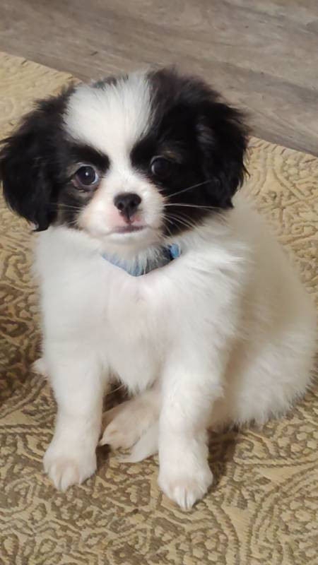 papillon , phalene och chihuahua