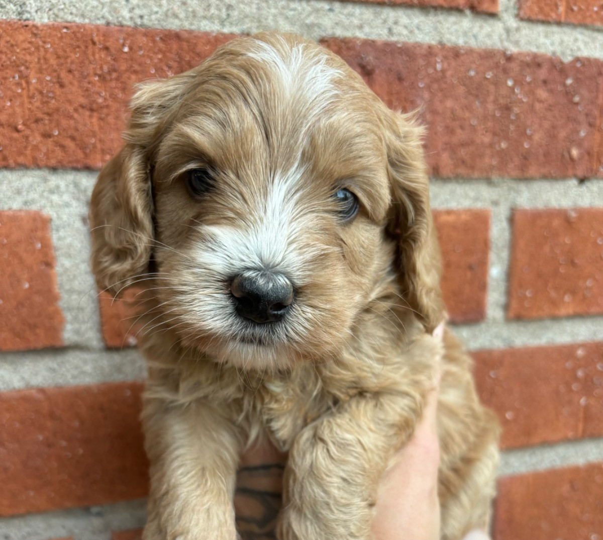 Australian Labradoodle
