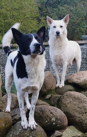 Canaan Dog