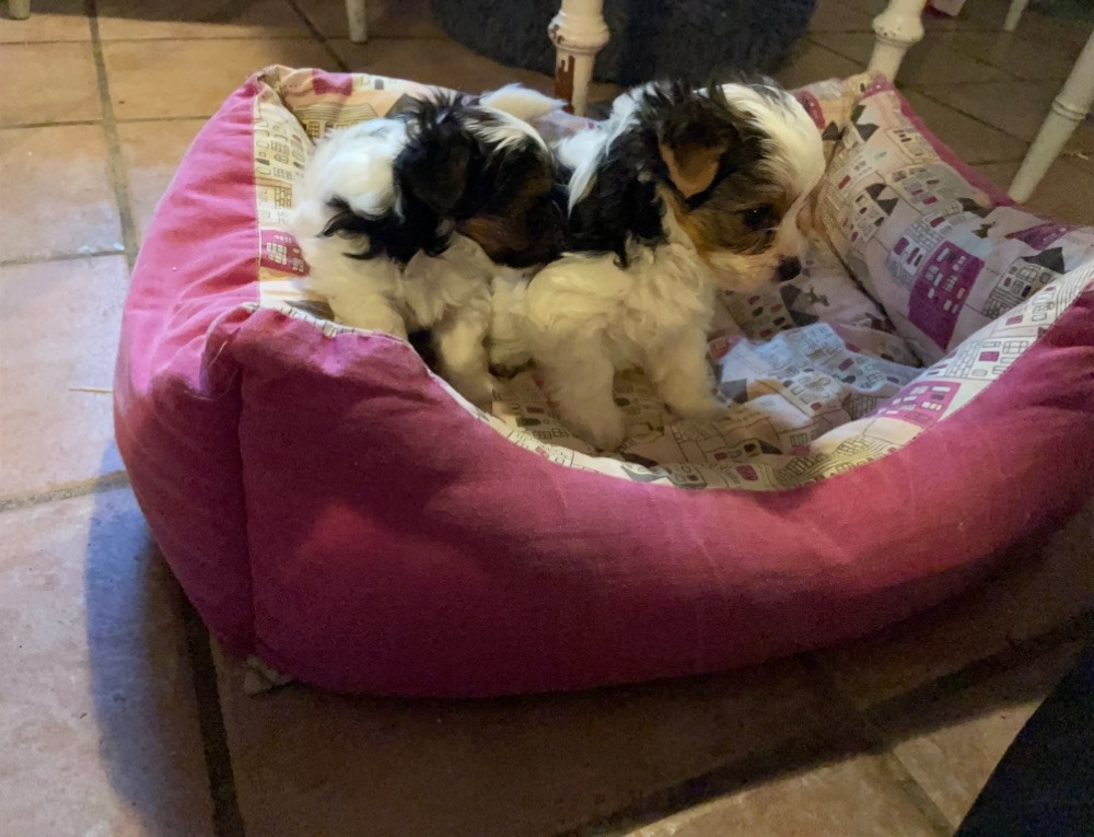 Biewer Terrier