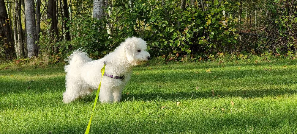 Bichon Frise