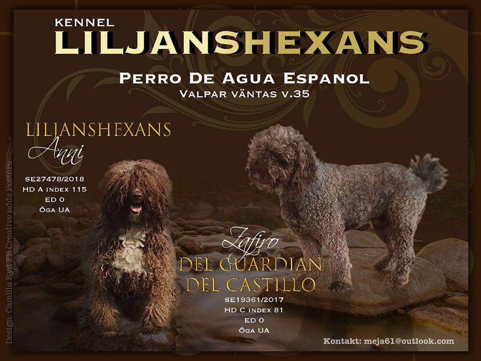 Spanish Water Dog (Perro de Agua Espanol)
