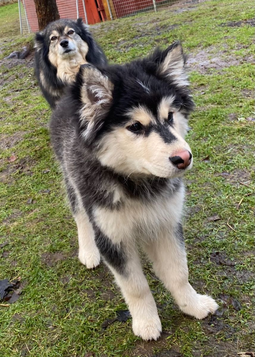 Lappliisa