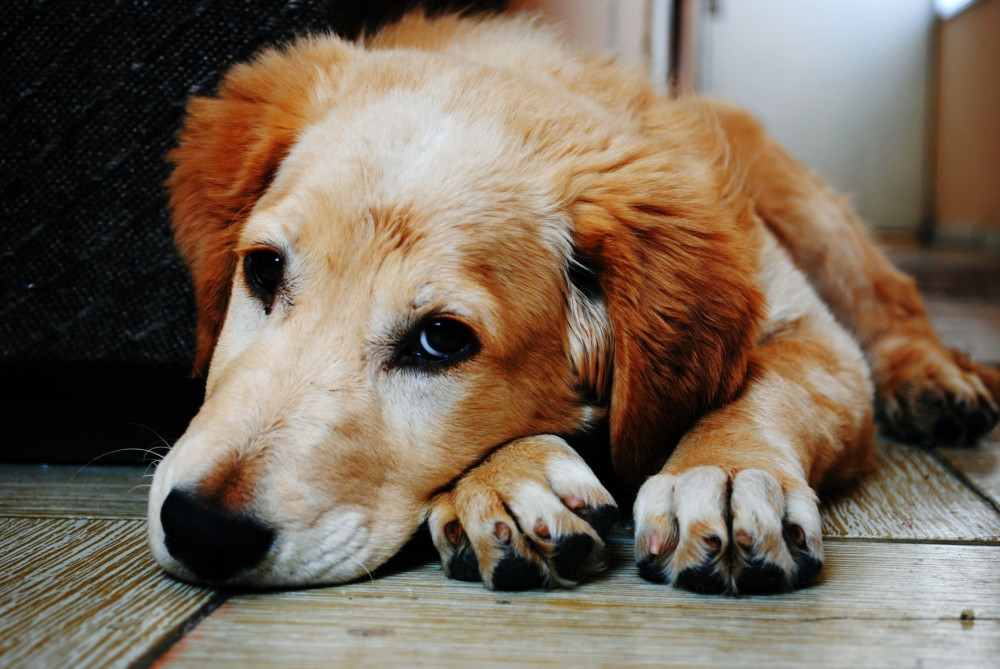 Common Dog Diseases and Health Problems