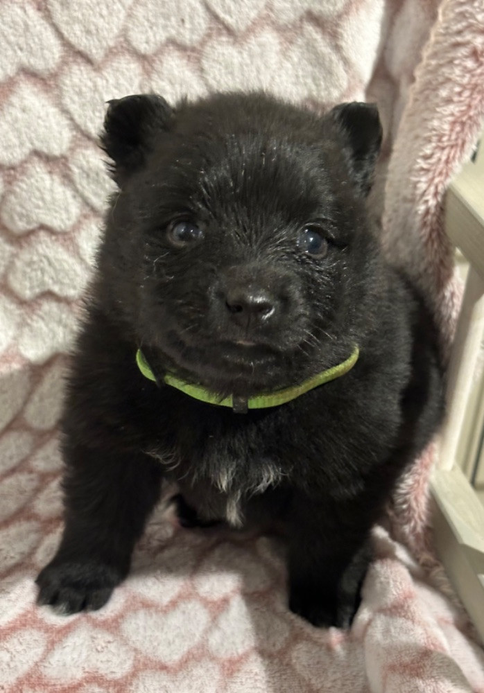 German Spitz – Mittelspitz