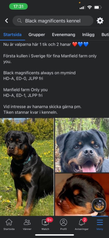 Rottweiler