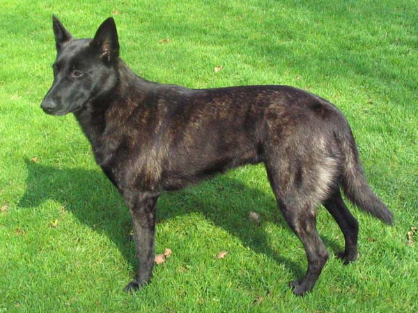 Dutch Shepherd (Hollandse Herder)