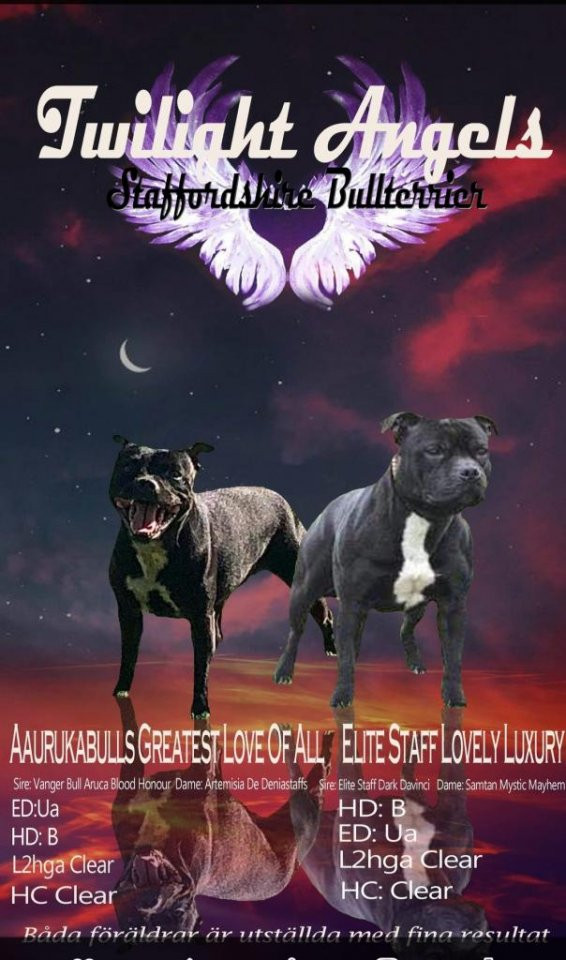 Twilight Angel's kennel
