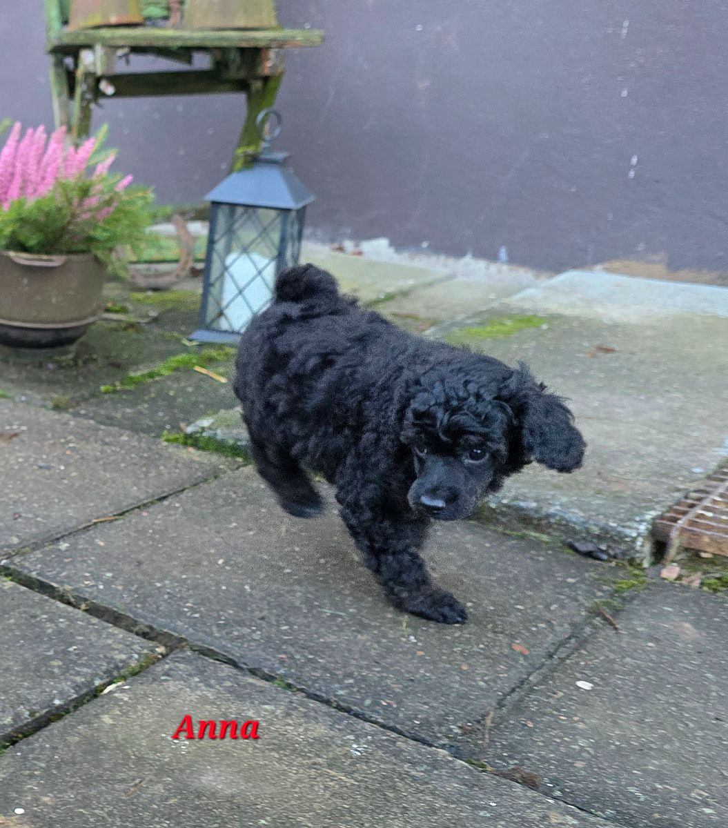 Miniature Poodle · 2025-10-22 · Kungsör · Monmo Line's