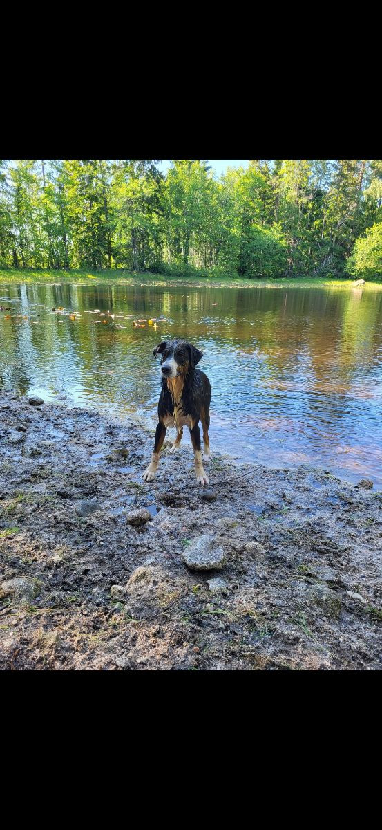 Australian Shepherd