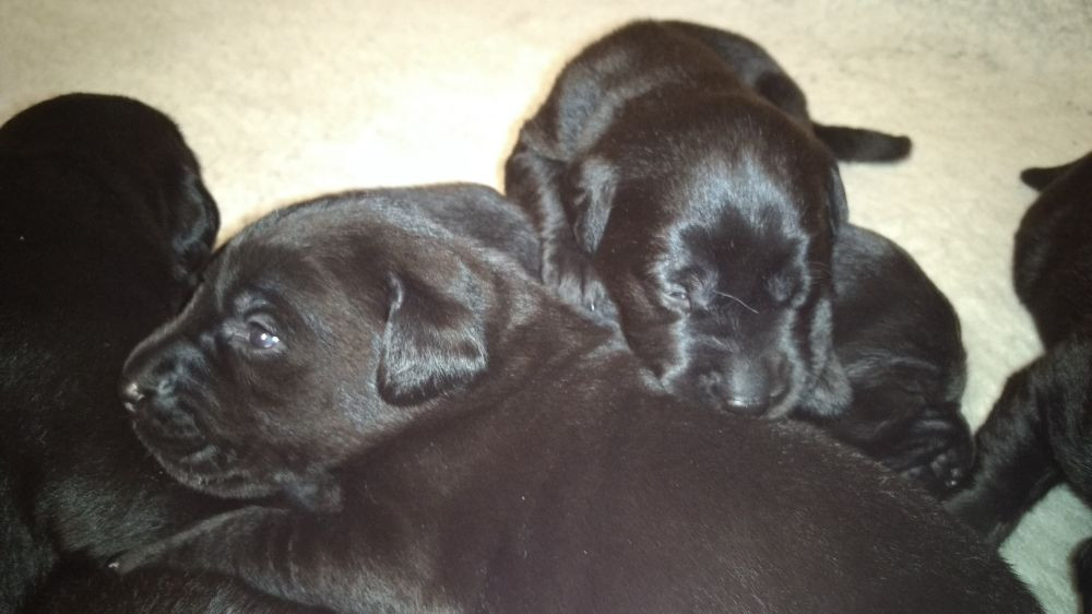 Labrador Retriever