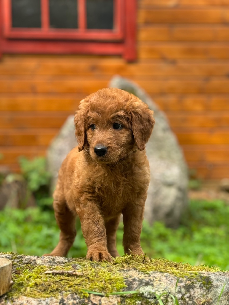 Isadoras Pudel och Cockerpoo