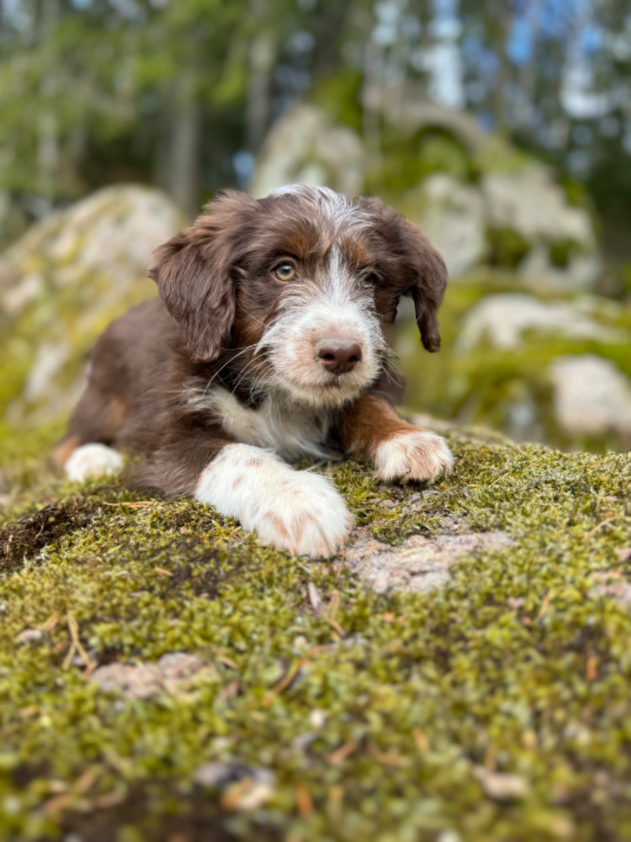 Isadoras Pudel och Cockerpoo