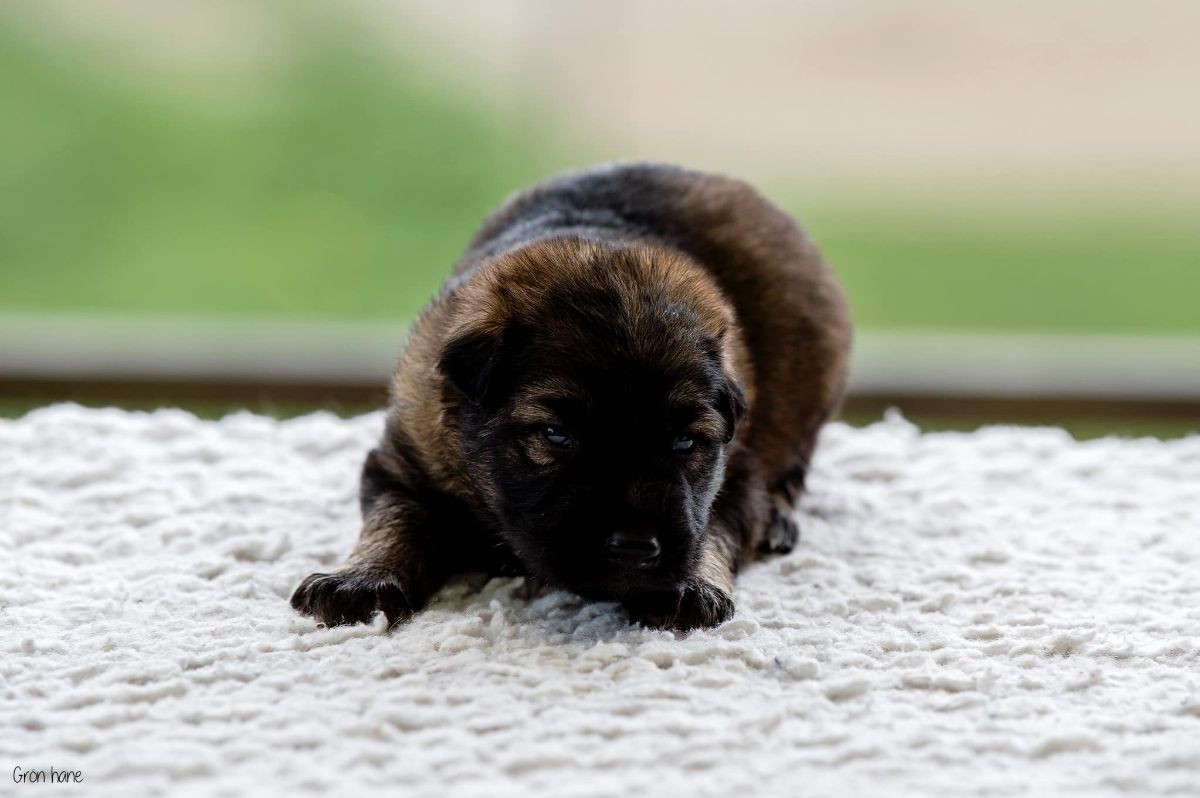 German Shepherd Dog
