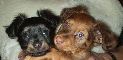 Kennel Macollie