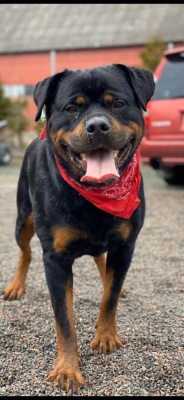 Black magnificents kennel