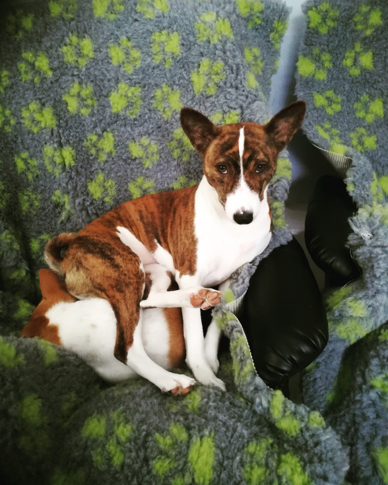 Basenji