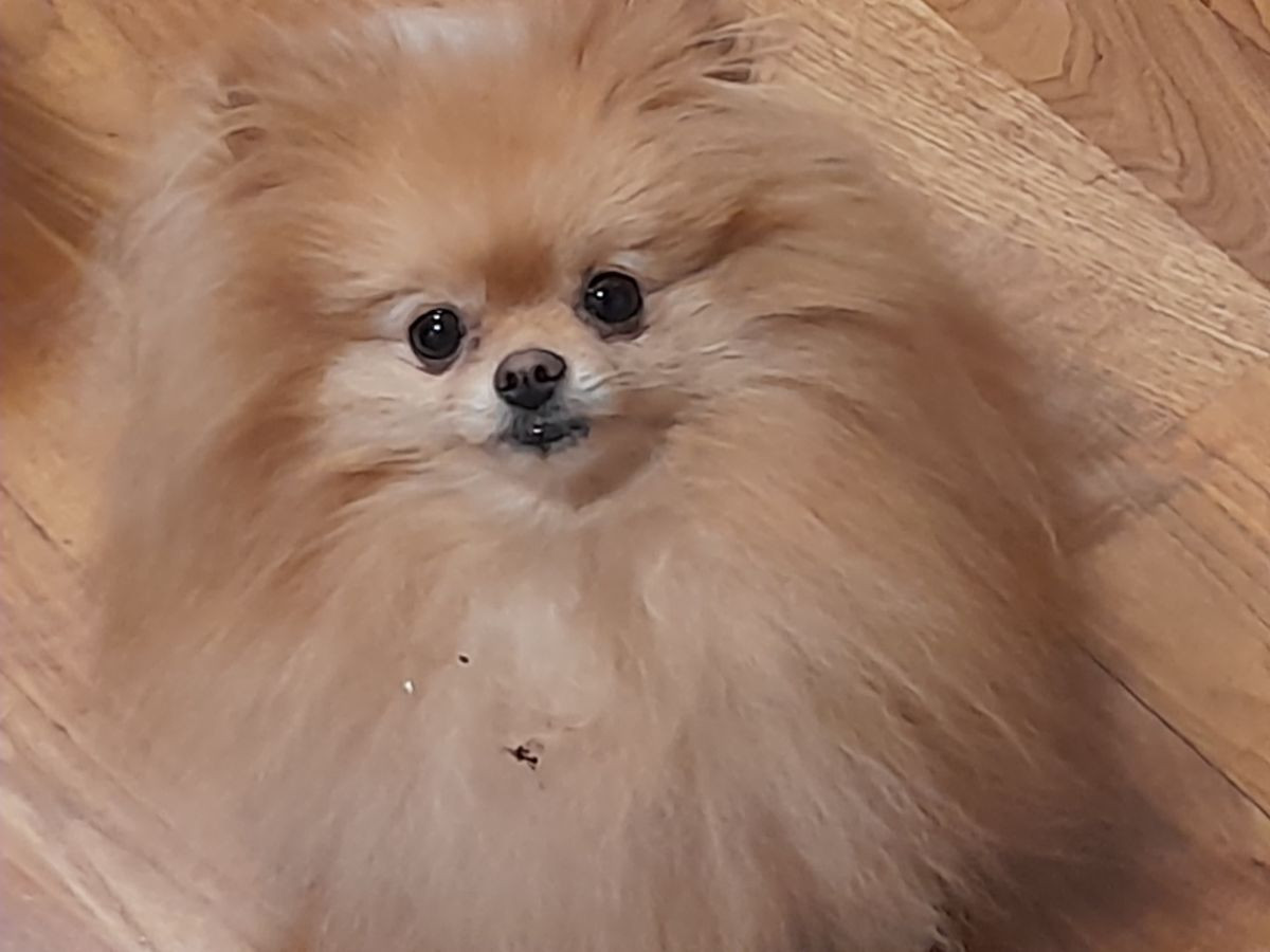 Pomeranian · 2025-10-15 · Kramfors · Almira R.