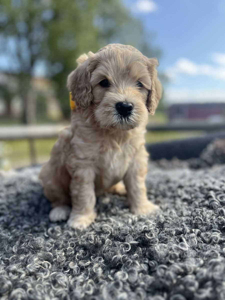 Lyckornaslabradoodle