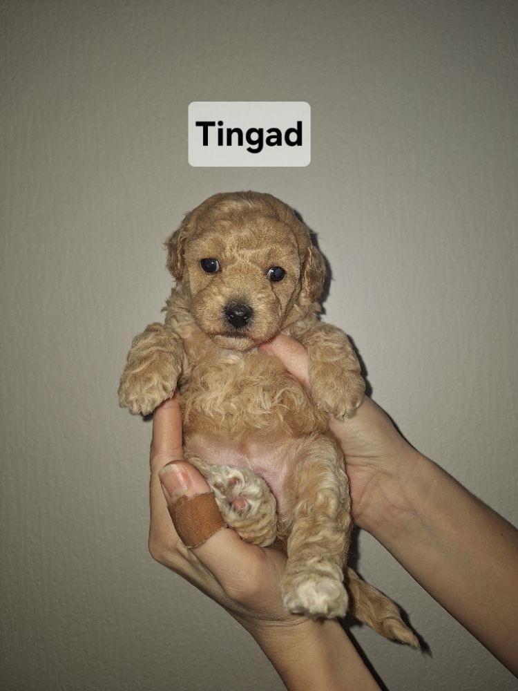 Bichonpoo