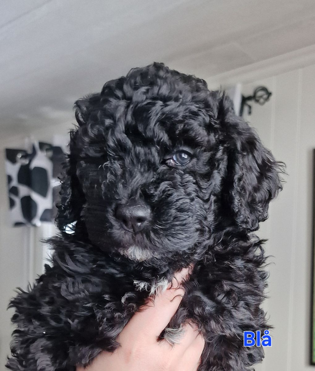 Perro de Agua Espanol