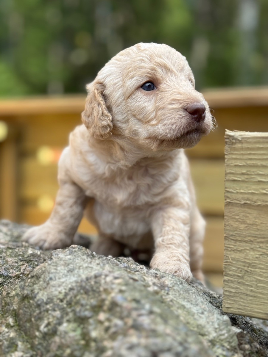 Isadoras Pudel och Cockerpoo