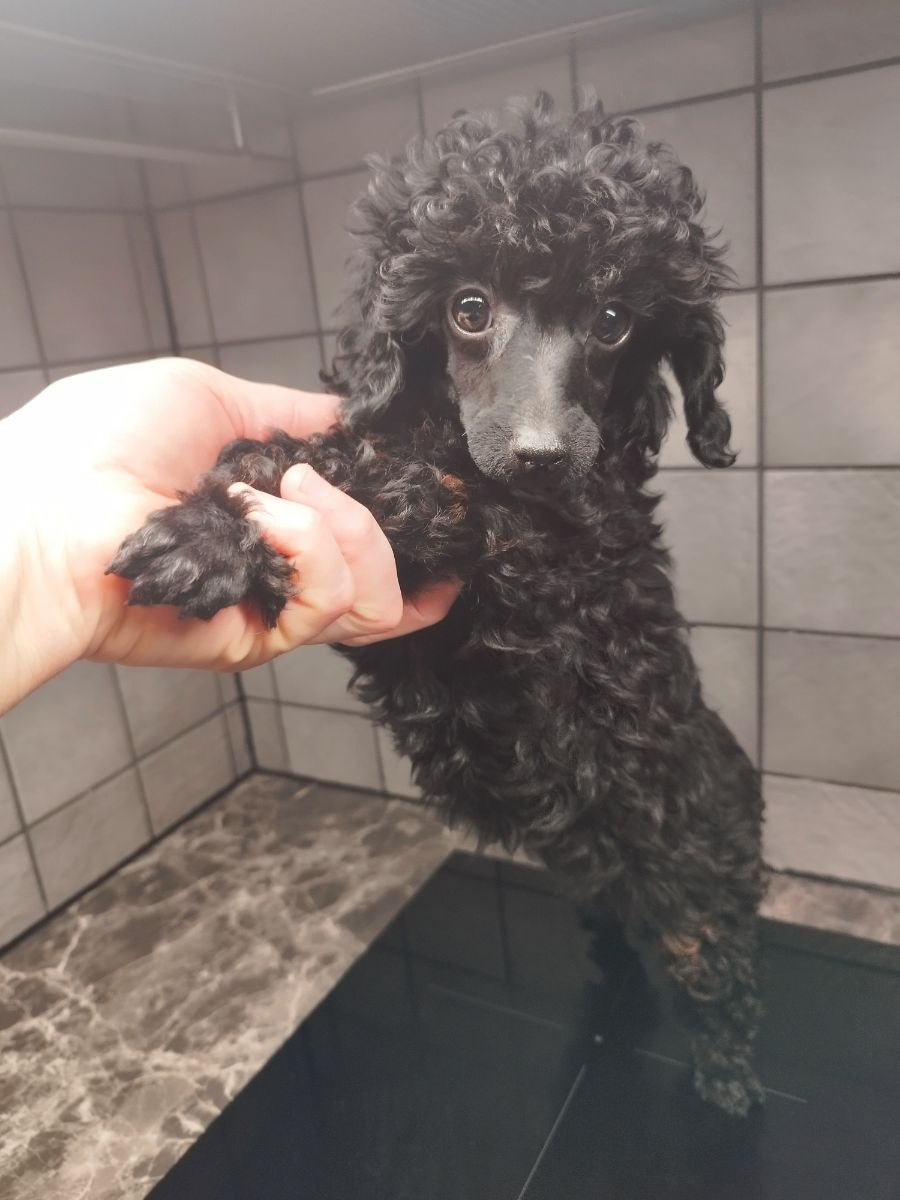 Dvergpuddel · 2025-10-16 · Hjortkvarn · Tanja N.