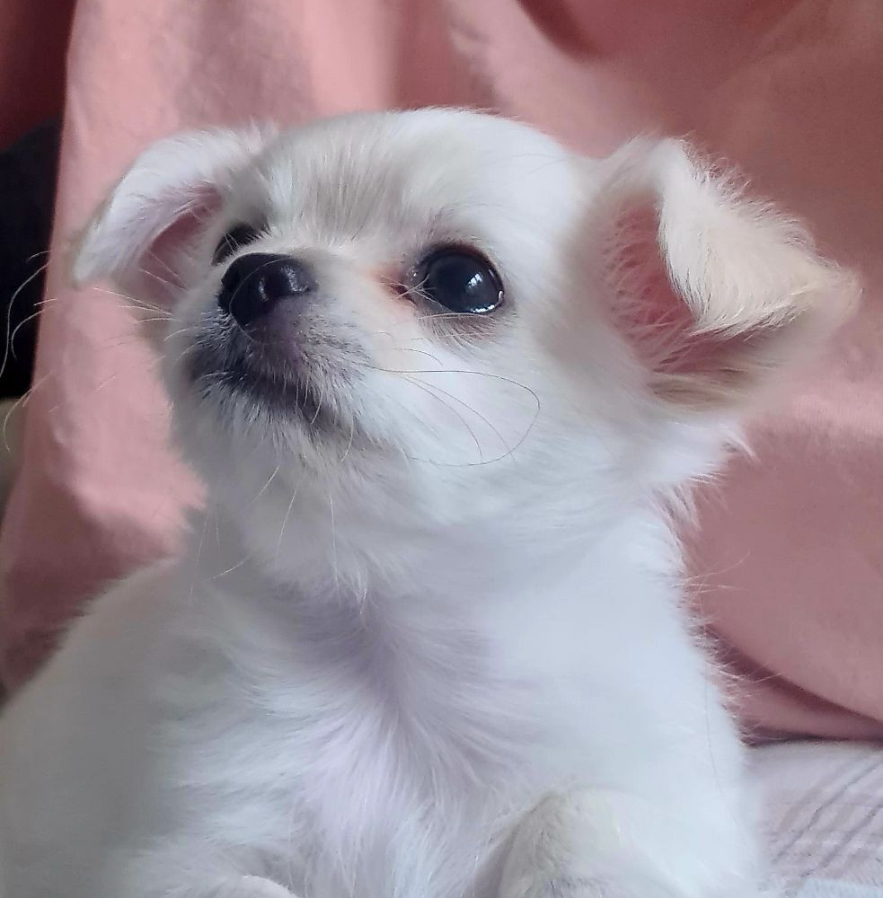 Glädjetorpets