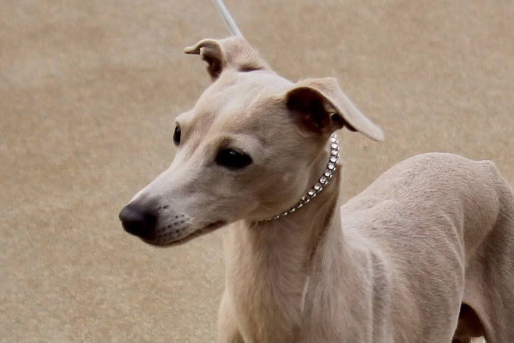 Italian Greyhound