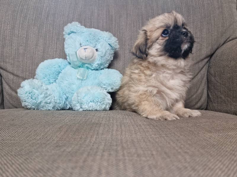 Tibetan Spaniel