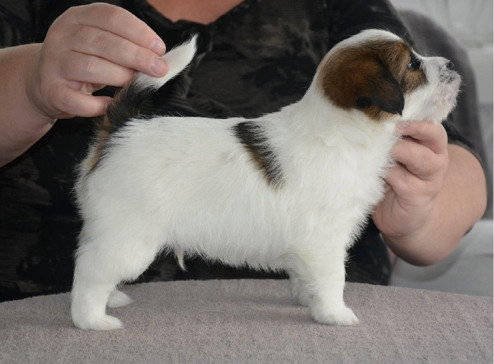 Jack Russell Terrier