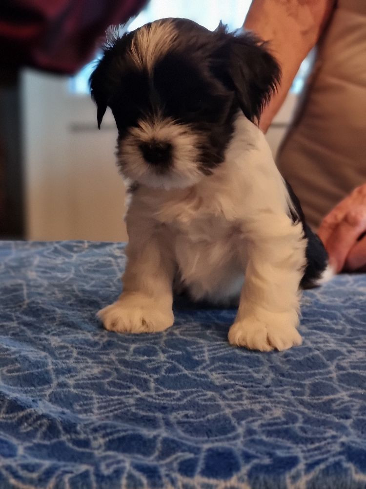Lhasa Dreams