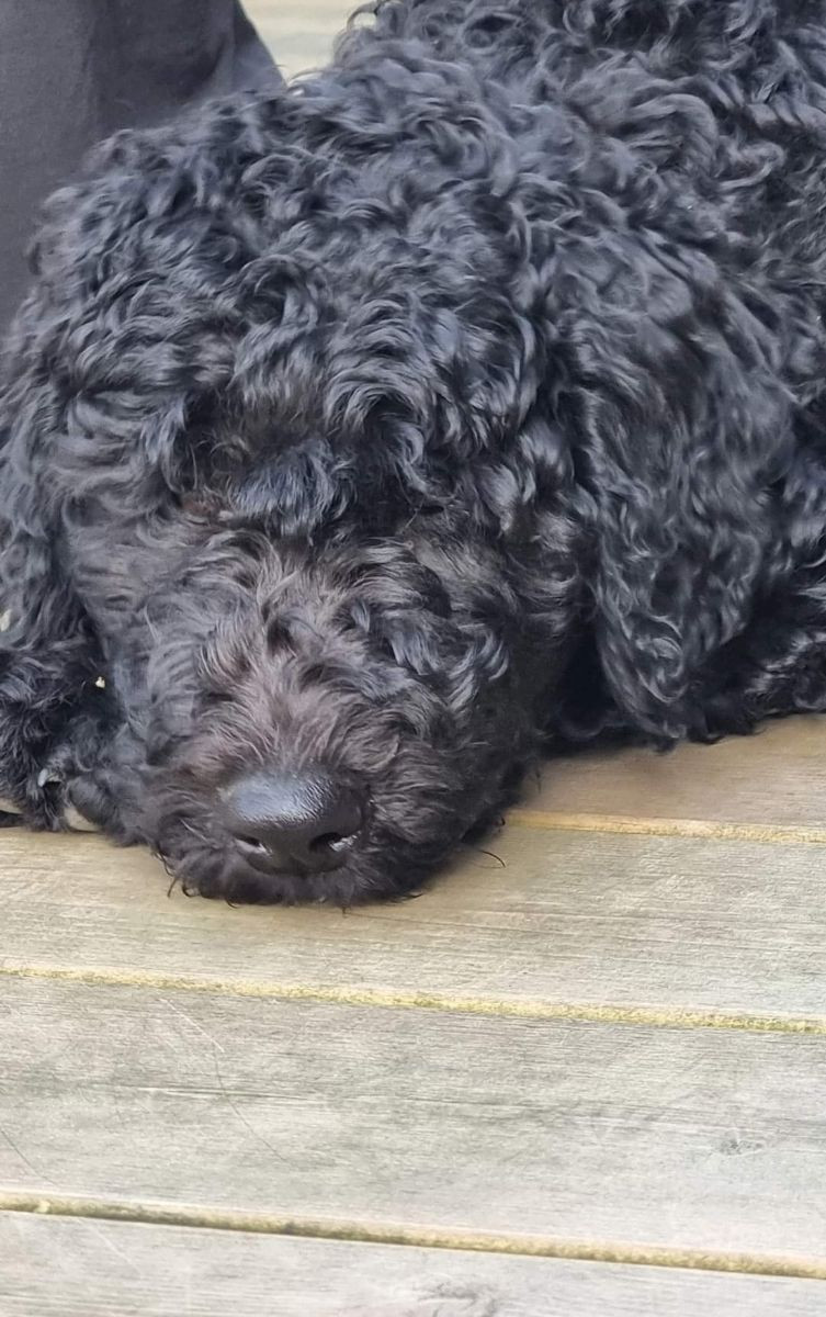 Lyckornaslabradoodle
